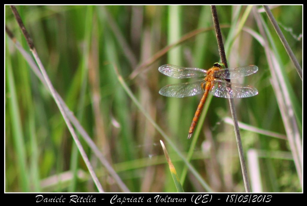 Ident. libellula 1 - Capriati a Volturno (CE)